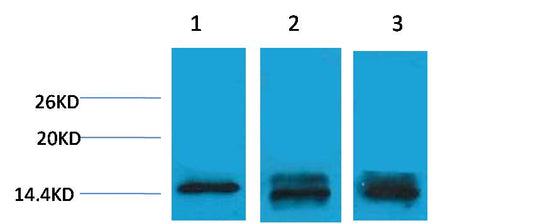 Histone H3 (Mono Methyl Lys9) Polyclonal Antibody