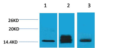 Histone H3 (Di Methyl Lys9) Polyclonal Antibody