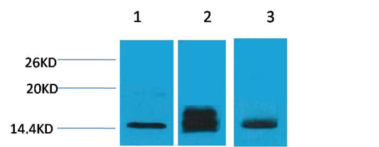 Histone H3 (Di Methyl Lys9) Polyclonal Antibody