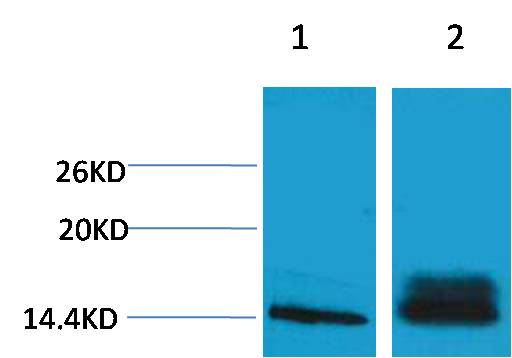 Histone H3 (Di Methyl Lys14) Polyclonal Antibody