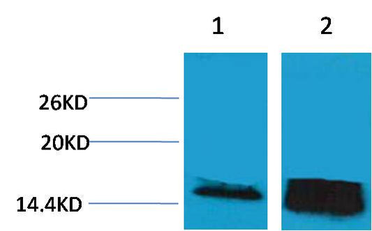 Histone H3 (Tri Methyl Lys14) Polyclonal Antibody