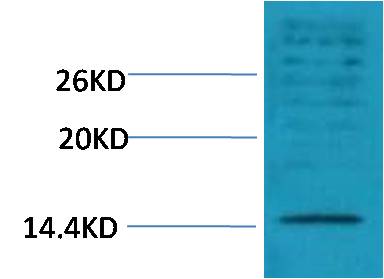 Histone H3 (Di Methyl Lys18) Polyclonal Antibody