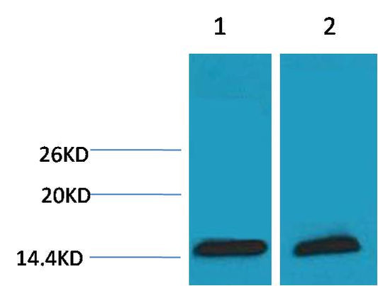 Histone H3 (Tri Methyl Lys18) Polyclonal Antibody