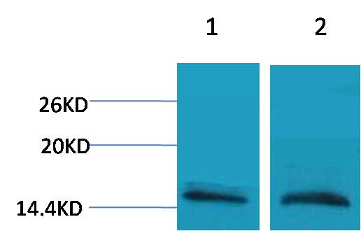 Histone H3 (Mono Methyl Arg26) Polyclonal Antibody