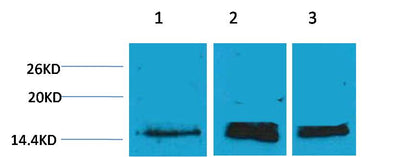 Histone H3 (Mono Methyl Lys36) Polyclonal Antibody
