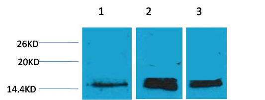 Histone H3 (Mono Methyl Lys36) Polyclonal Antibody
