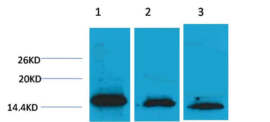 Histone H3 (Di Methyl Lys36) Polyclonal Antibody