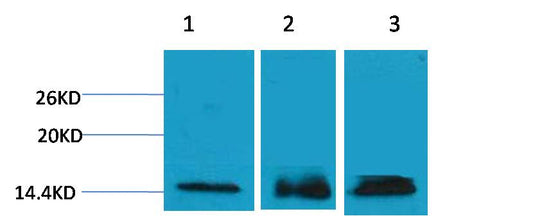 Histone H3 (Tri Methyl Lys36) Polyclonal Antibody