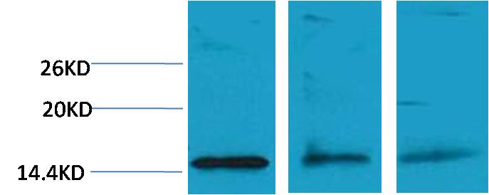 Histone H3 (Di Methyl Lys79) Polyclonal Antibody