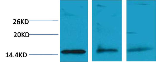 Histone H3 (Di Methyl Lys79) Polyclonal Antibody