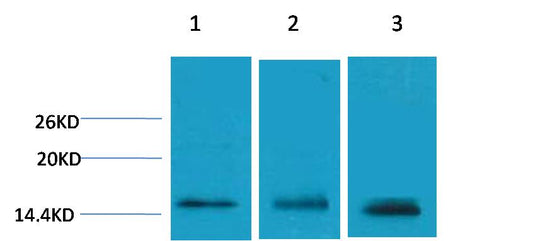 Histone H3 (Tri Methyl Lys79) Polyclonal Antibody