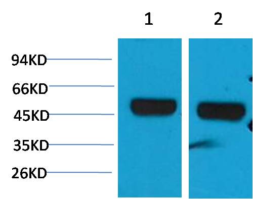 beta 1 Sodium Potassium ATPase Polyclonal Antibody