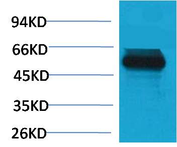 TRIM72 MG53 Polyclonal Antibody
