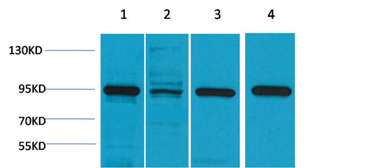 HSP90 Alpha Polyclonal Antibody (F164)