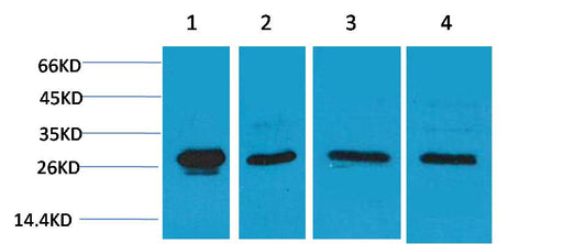 HSP27 Polyclonal Antibody (F157)