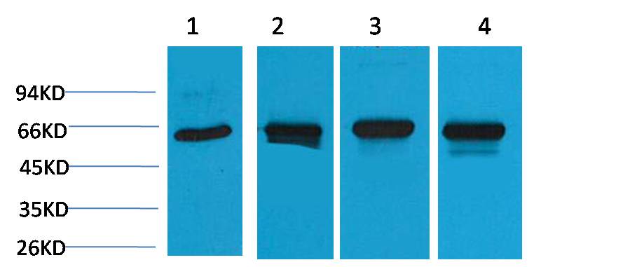 HSP60 Polyclonal Antibody (F161)