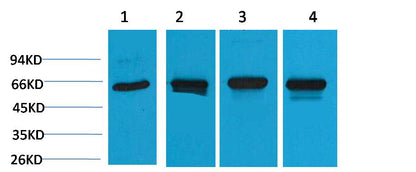 HSP60 Polyclonal Antibody (F161)
