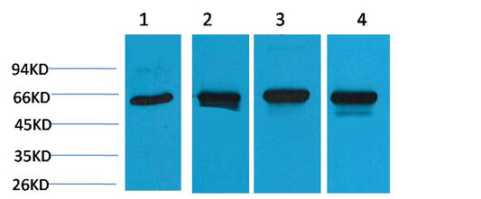 HSP60 Polyclonal Antibody (F161)