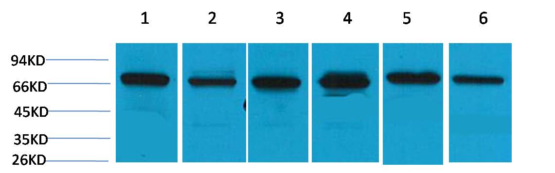 HSC70 Polyclonal Antibody (F153)