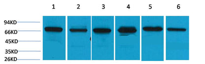HSC70 Polyclonal Antibody (F153)