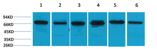 HSC70 Polyclonal Antibody (F153)