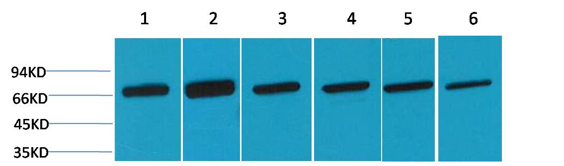 HSC70 Polyclonal Antibody (F154)