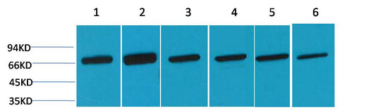 HSC70 Polyclonal Antibody (F154)