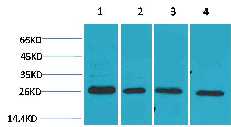 SLUG Polyclonal Antibody (TDY201)