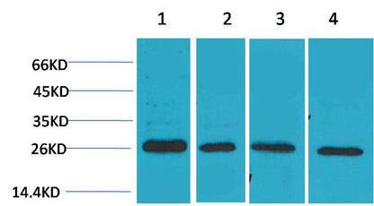SLUG Polyclonal Antibody (TDY201)