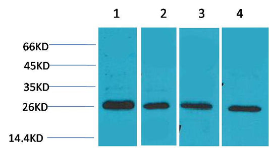SLUG Polyclonal Antibody (TDY201)
