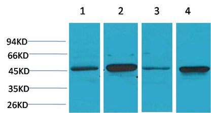 GSK 3Beta Polyclonal Antibody (F41、F43)