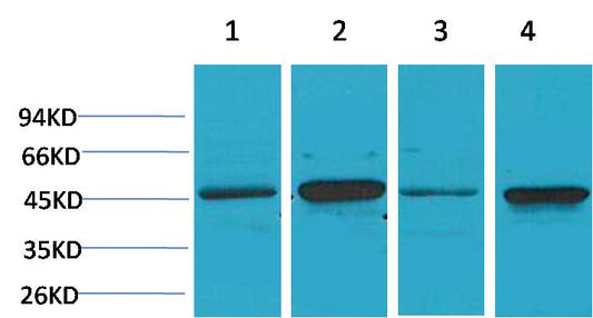 GSK 3Beta Polyclonal Antibody (F41、F43)