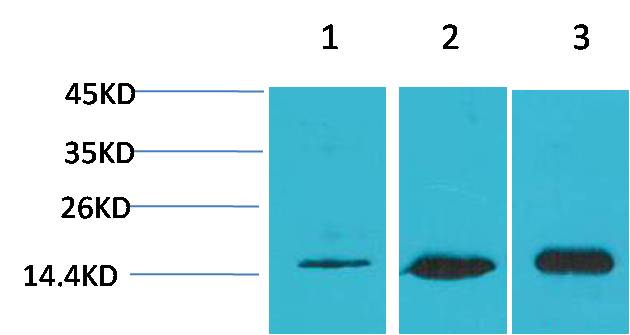LC3B Polyclonal Antibody (F186)