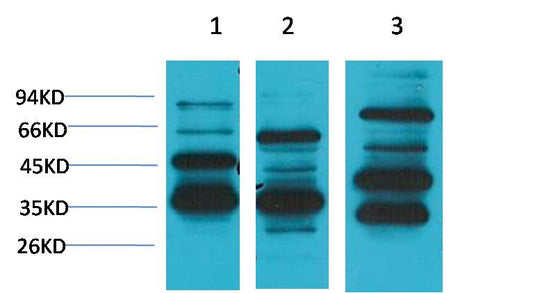Angiotensin (1-7) Mas Receptor Polyclonal Antibody (A179)