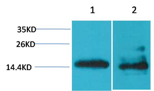Histone H2A.X Polyclonal Antibody (A280)