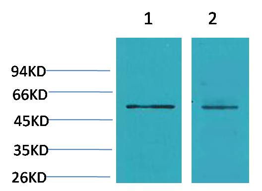 Cav Beta3 Polyclonal Antibody (A195)