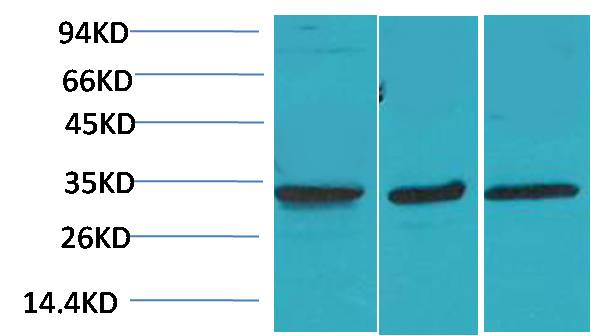 Cav Gamma3 Polyclonal Antibody (A197)