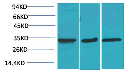 Cav Gamma3 Polyclonal Antibody (A197)