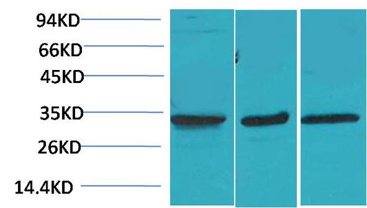 Cav Gamma3 Polyclonal Antibody (A197)