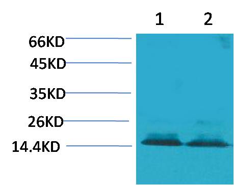 Histone H3 (Citruline R2+R8+R17) Polyclonal Antibody (A281)