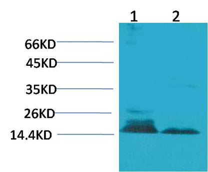 Histone H3 (Citruline R26) Polyclonal Antibody (A282)