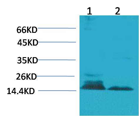 Histone H3 (Citruline R26) Polyclonal Antibody (A282)