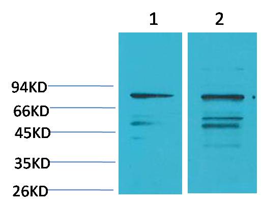 PI3 Kinase P85Alpha Polyclonal Antibody (F219)