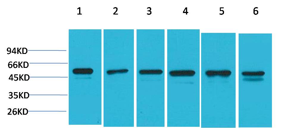 Smad3 Polyclonal Antibody (F233)