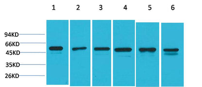 Smad3 Polyclonal Antibody (F233)