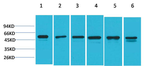 Smad3 Polyclonal Antibody (F233)