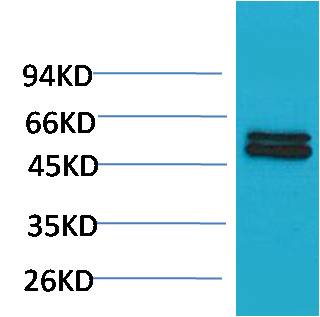 Smad3 Polyclonal Antibody (F234)