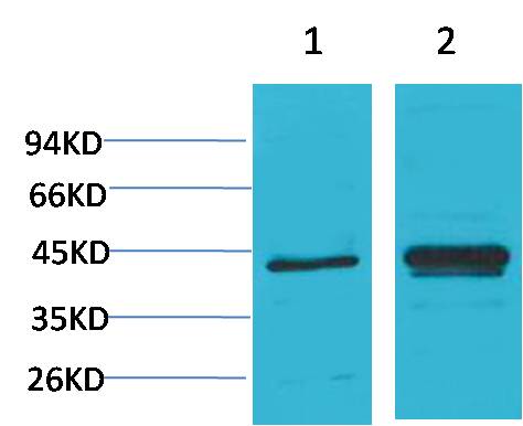 IkB Alpha Polyclonal Antibody (F169)