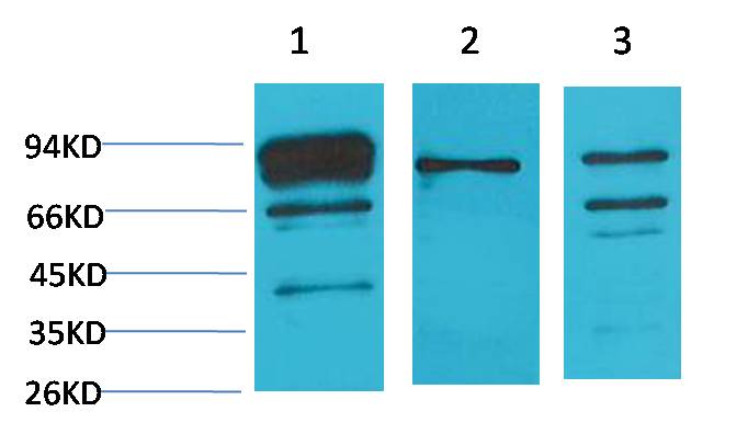 Calnexin Polyclonal Antibody (F272)