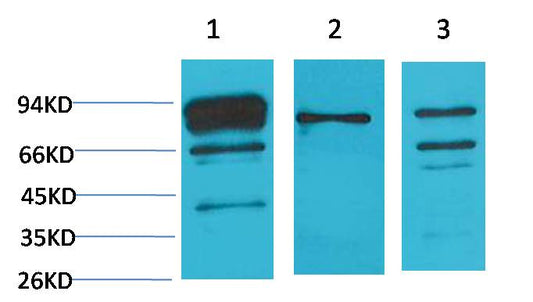 Calnexin Polyclonal Antibody (F272)